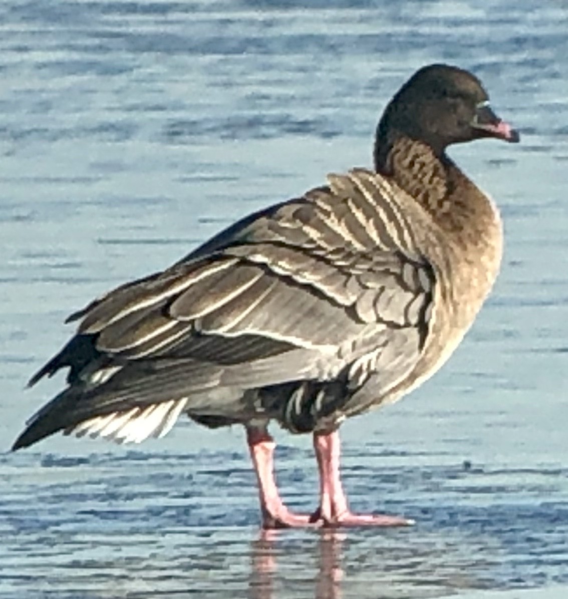 Pink-footed Goose - ML128825321