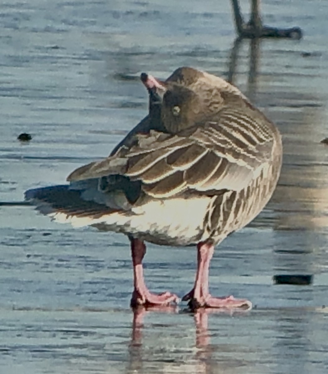 Pink-footed Goose - ML128825341