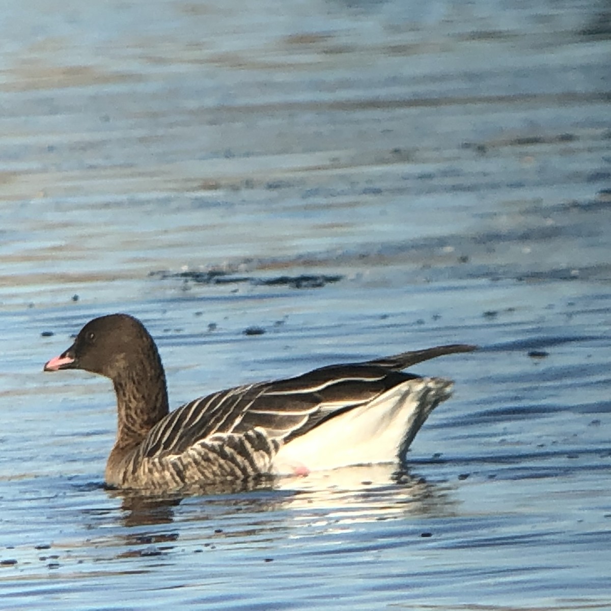Pink-footed Goose - ML128825371
