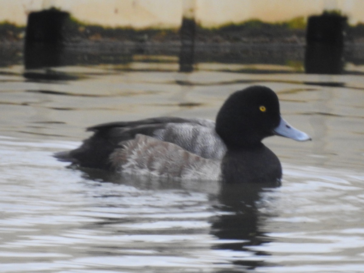 Greater Scaup - ML128825771