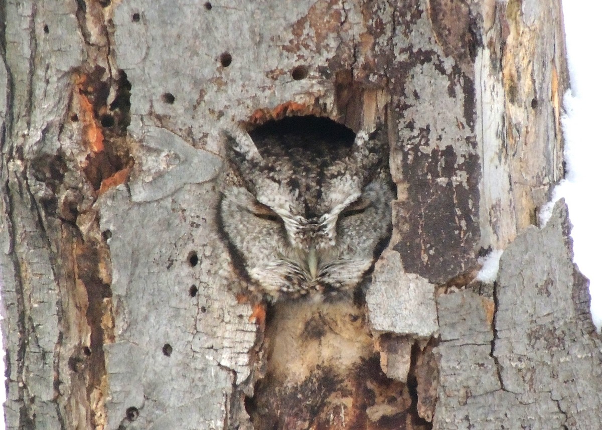 Eastern Screech-Owl - steve randlett