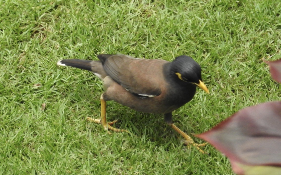 Common Myna - Mike Coulson