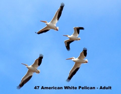 American White Pelican - ML128832721