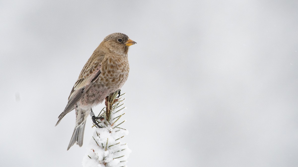 Brown-capped Rosy-Finch - ML128833421