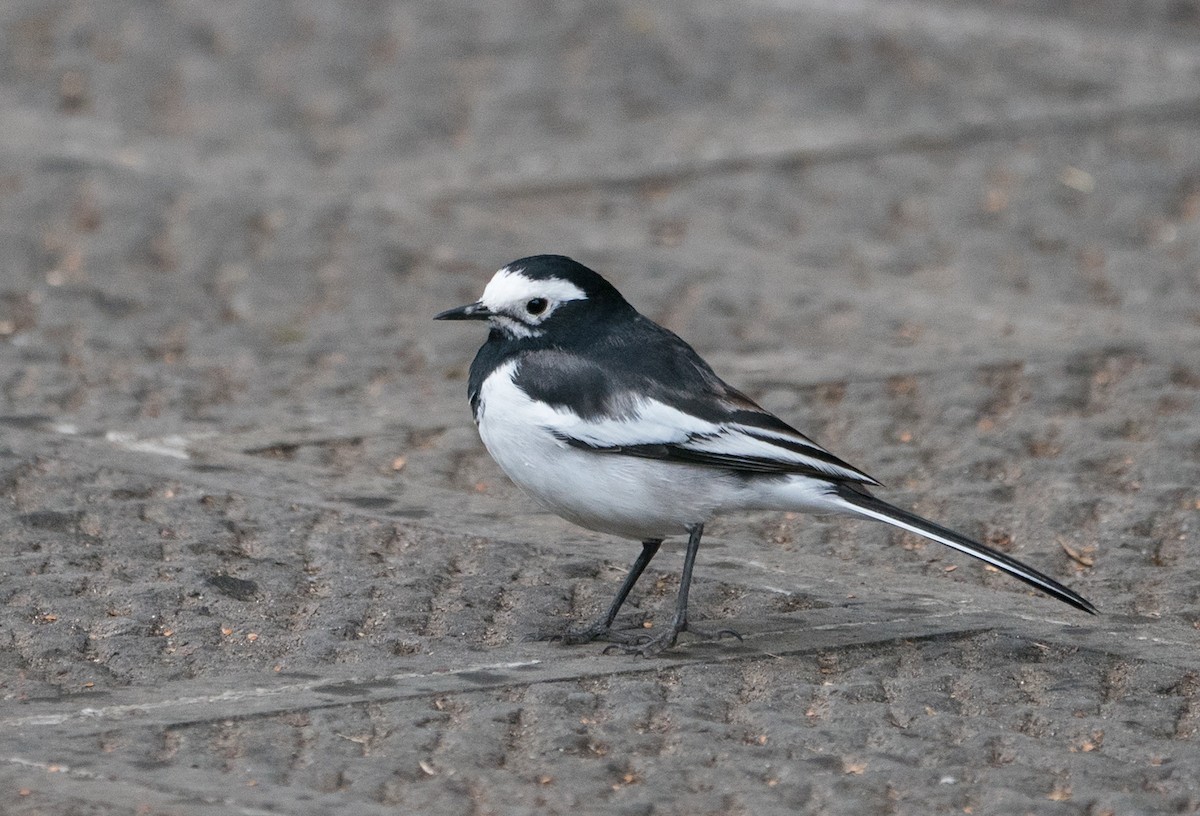 White Wagtail - Sonja Ross