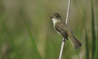  - White-throated Flycatcher