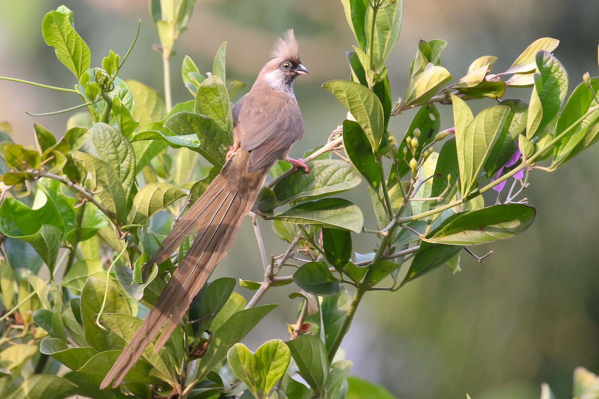 Speckled Mousebird - ML128835001
