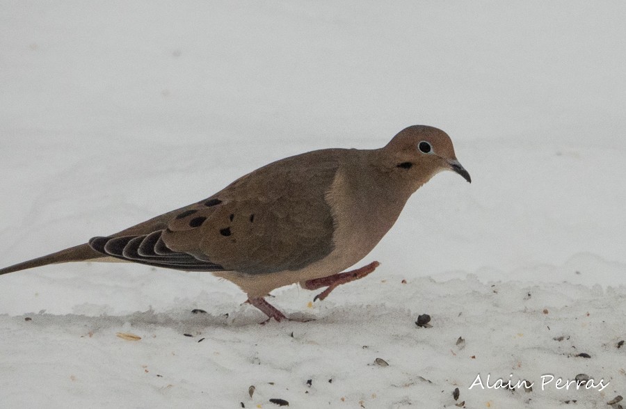 Mourning Dove - Alain Perras