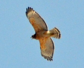 Red-shouldered Hawk (lineatus Group) - ML128840011
