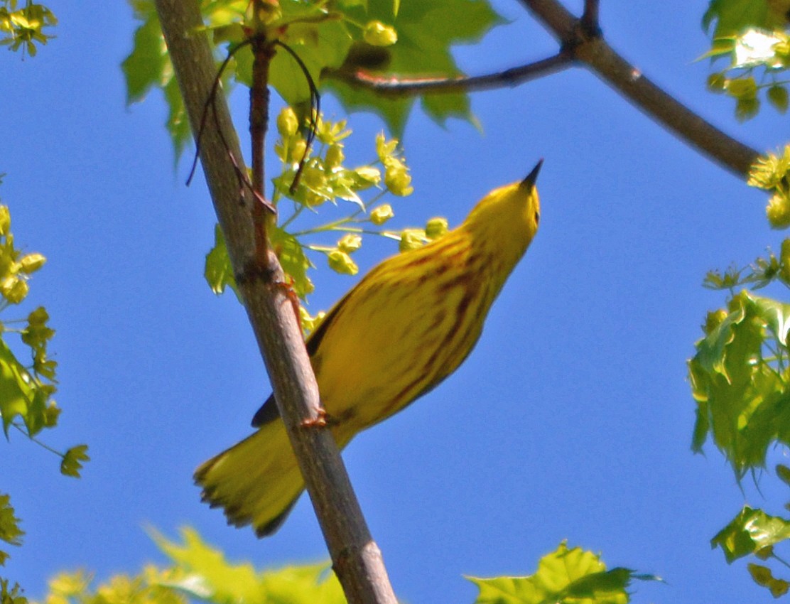 Yellow Warbler (Northern) - ML128841791