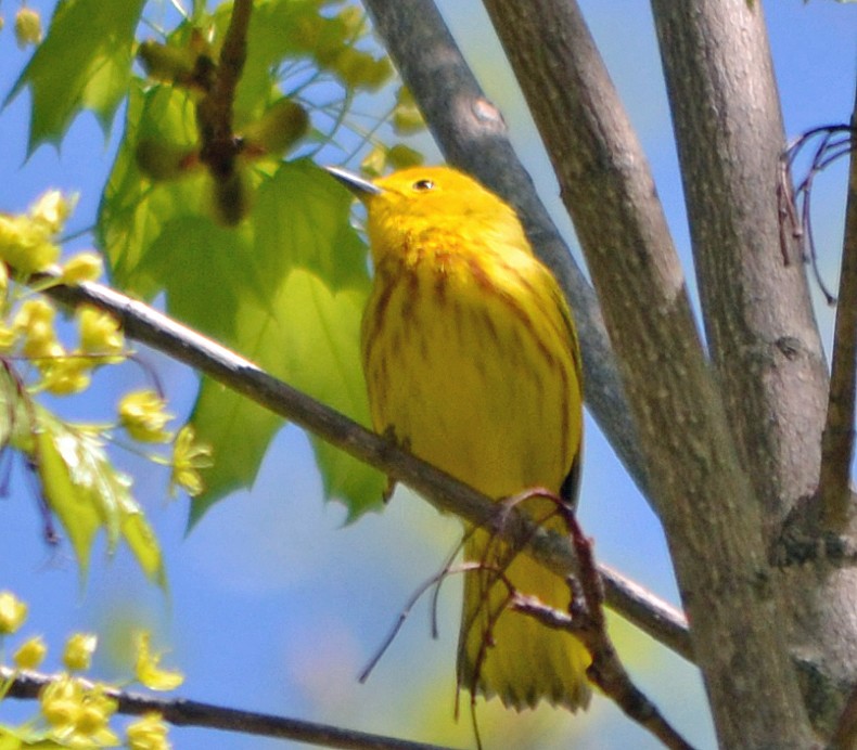 Yellow Warbler (Northern) - ML128841811
