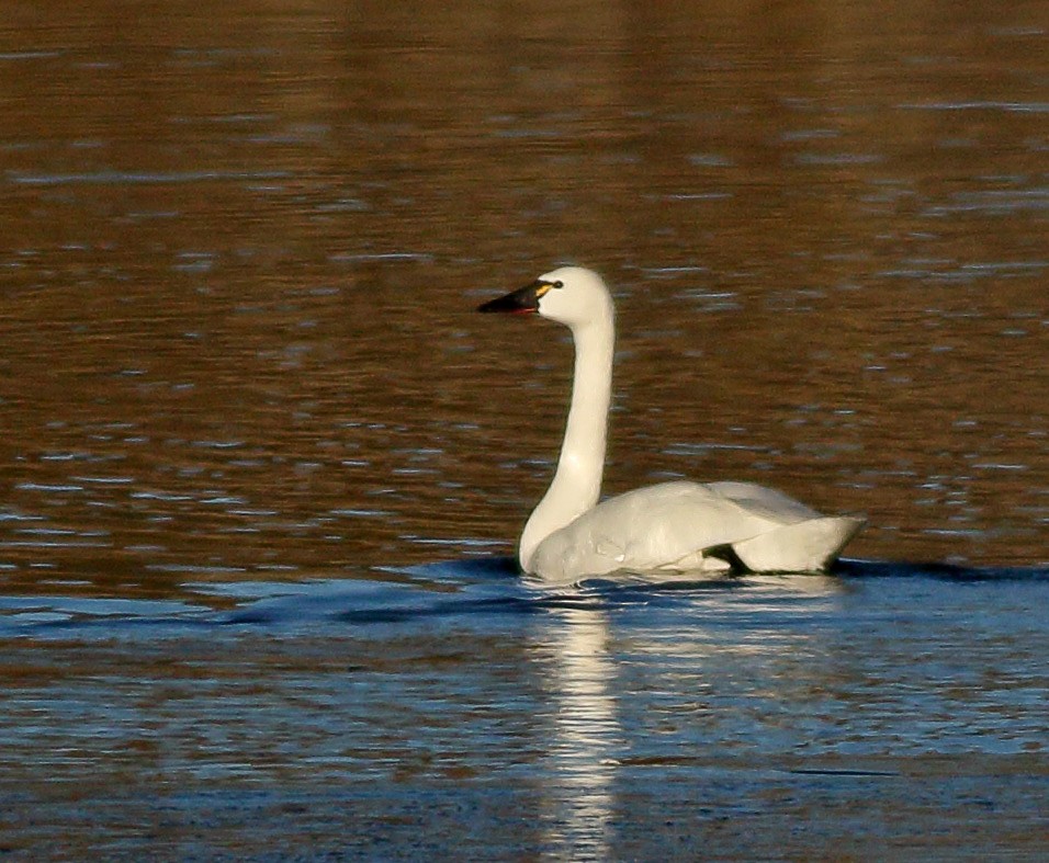 Tundra Swan - Robb Hinds