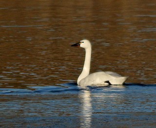 Tundra Swan, ML128844661