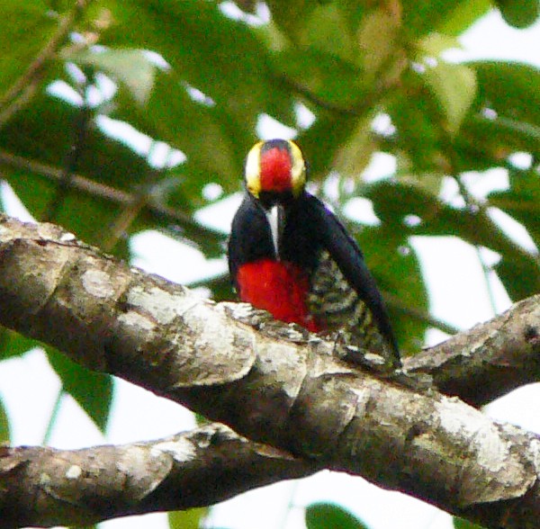 Yellow-tufted Woodpecker - Larry Sirvio