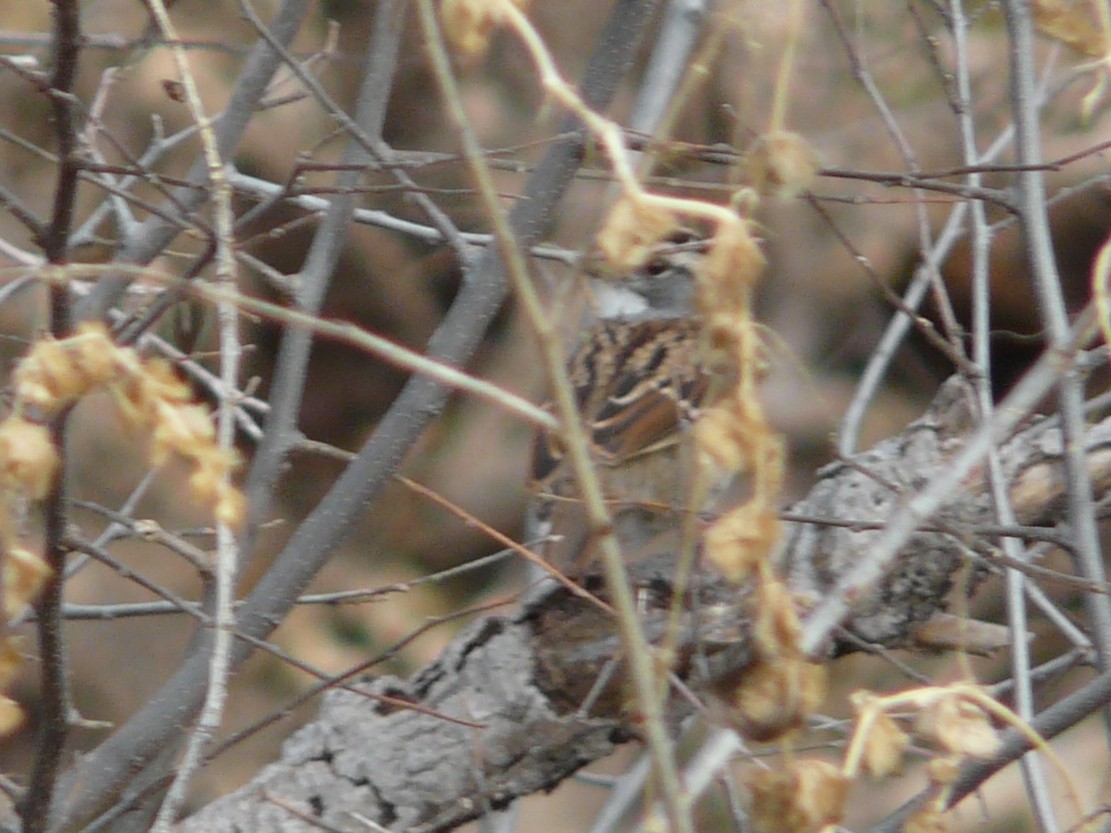 White-throated Sparrow - ML128846461
