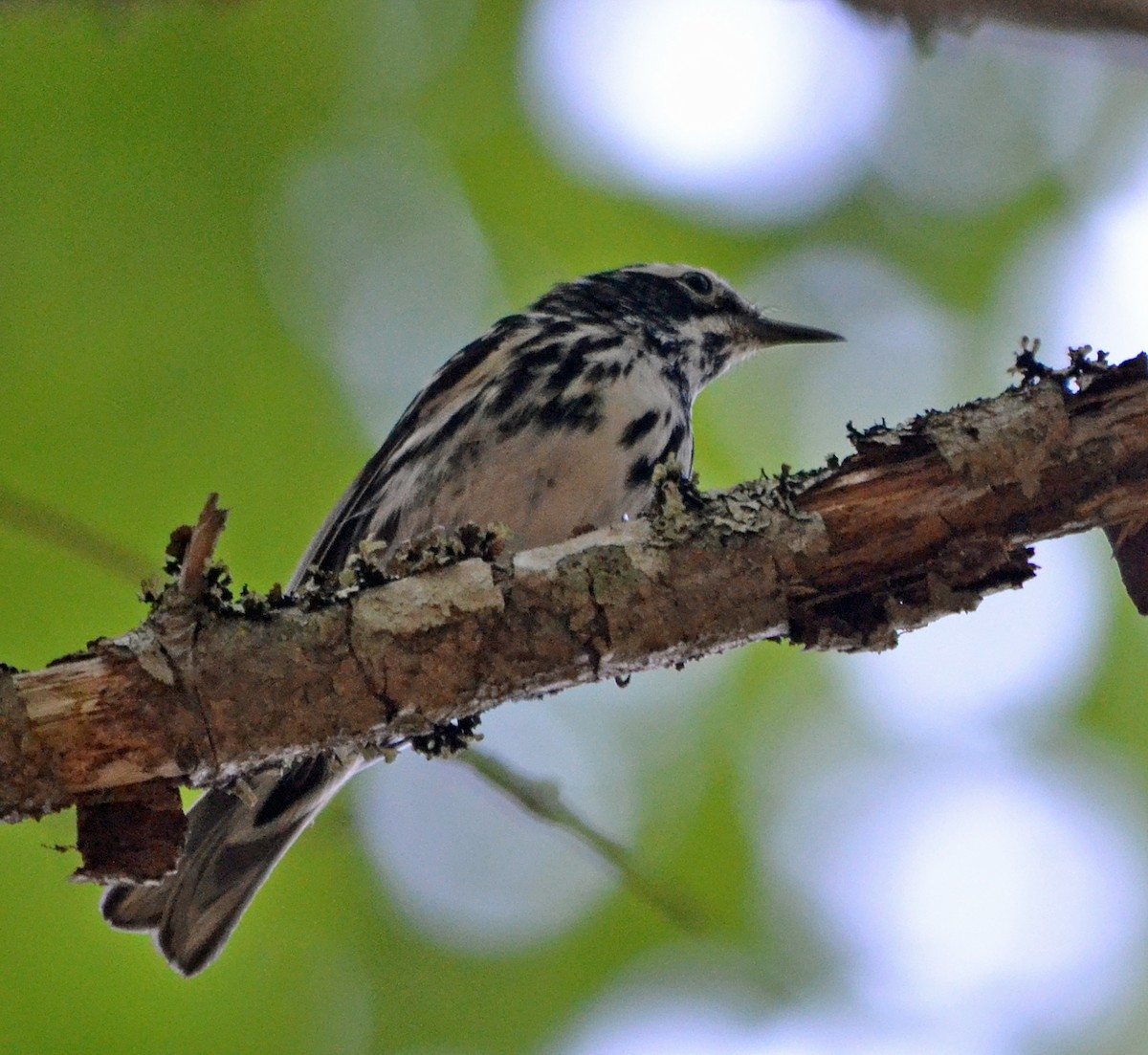 Black-and-white Warbler - ML128848671