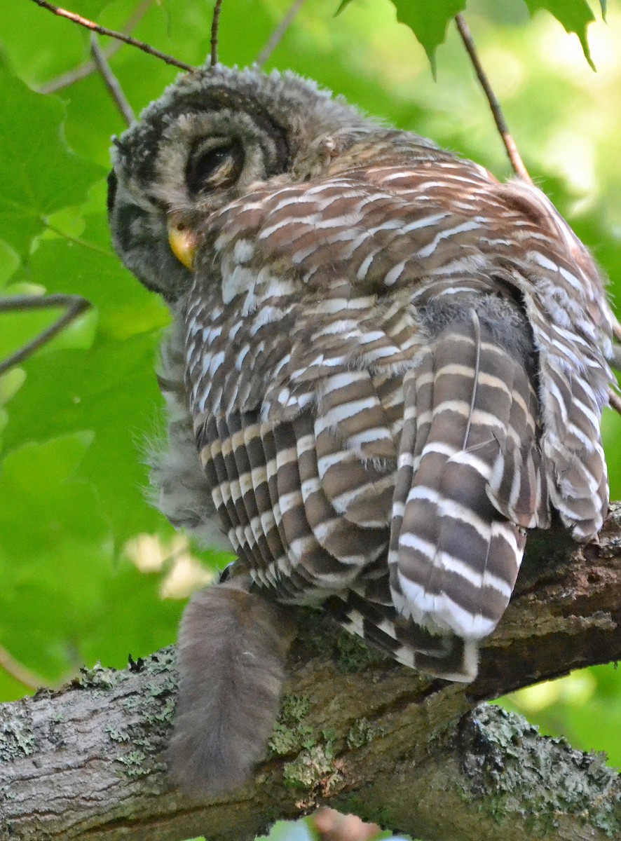 Barred Owl - ML128848851