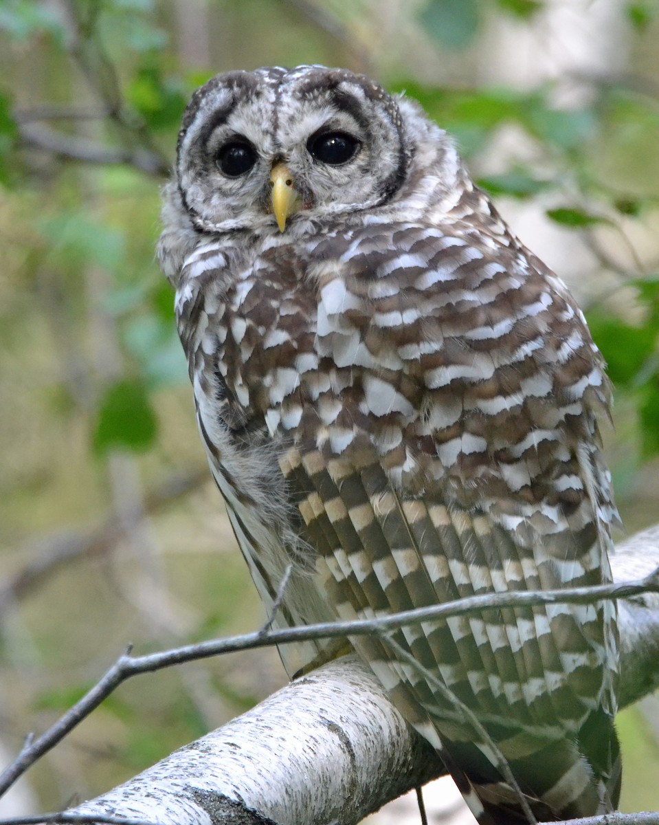 Barred Owl - ML128849191