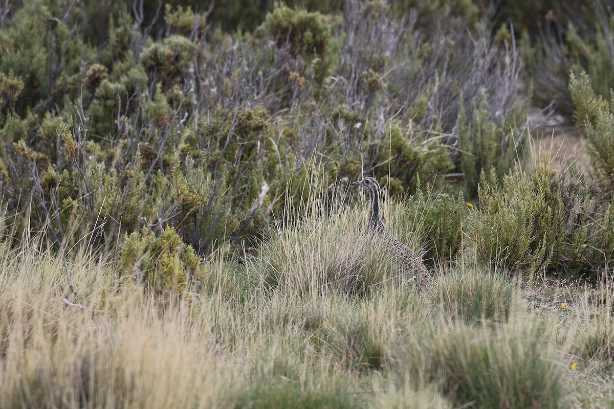 Patagonian Tinamou - ML128849421