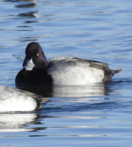Greater/Lesser Scaup - ML128851451