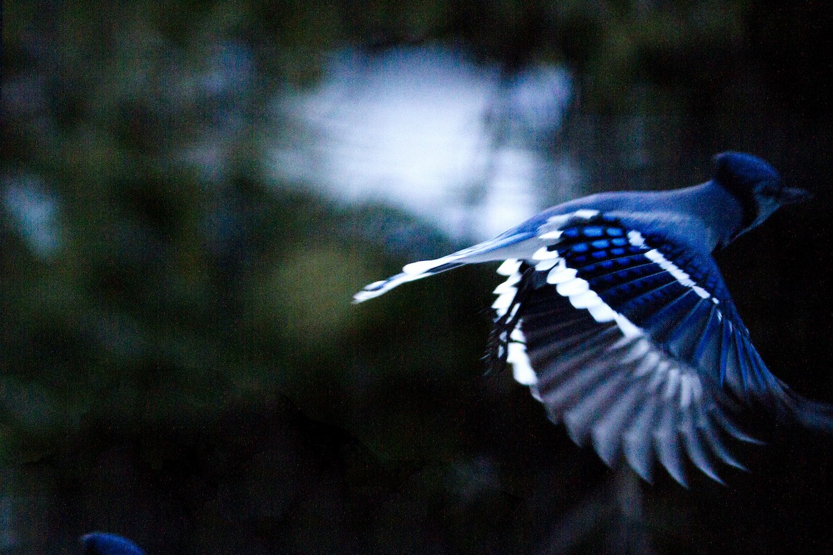 Blue Jay - Richard Bunn