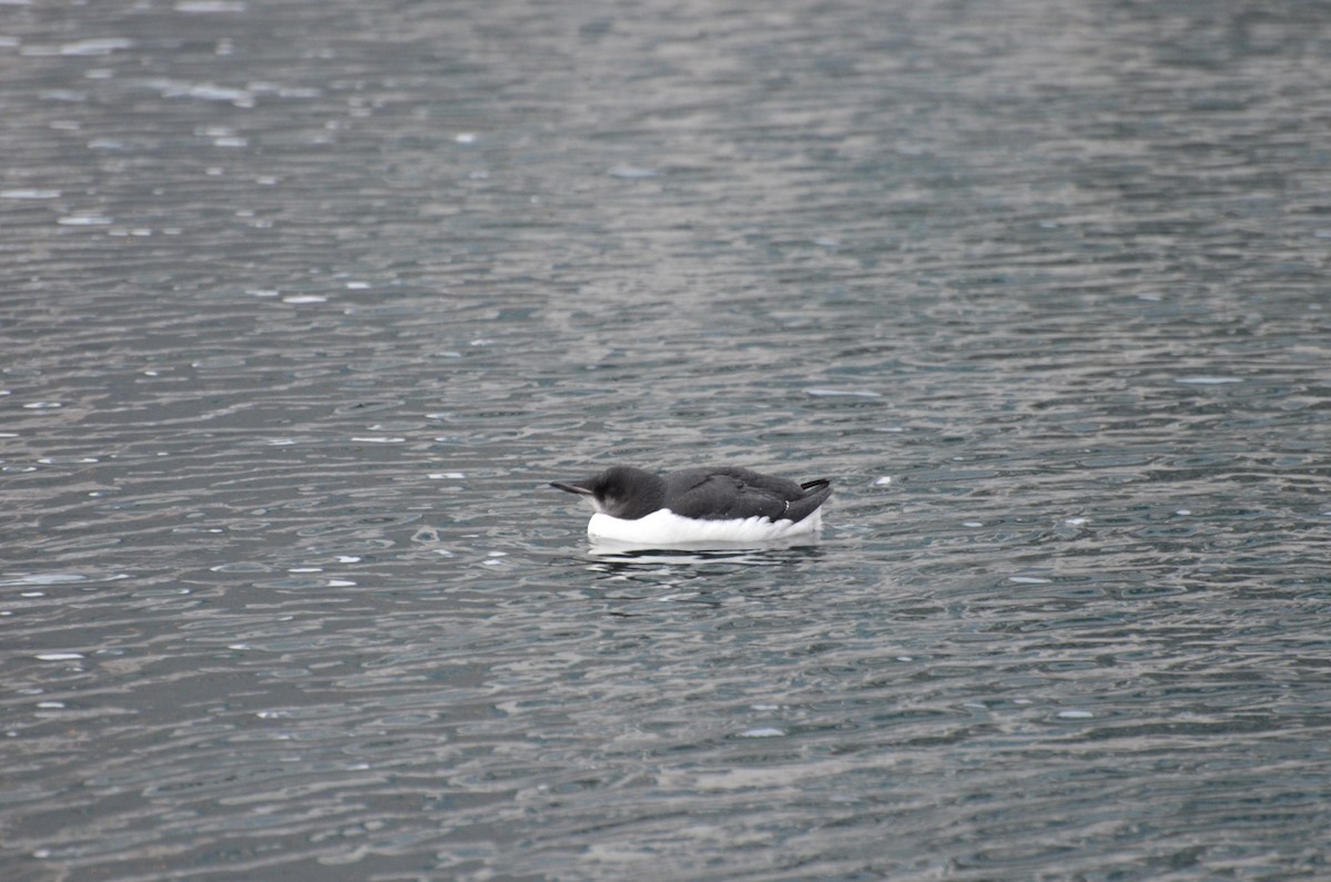 Thick-billed Murre - ML128853701