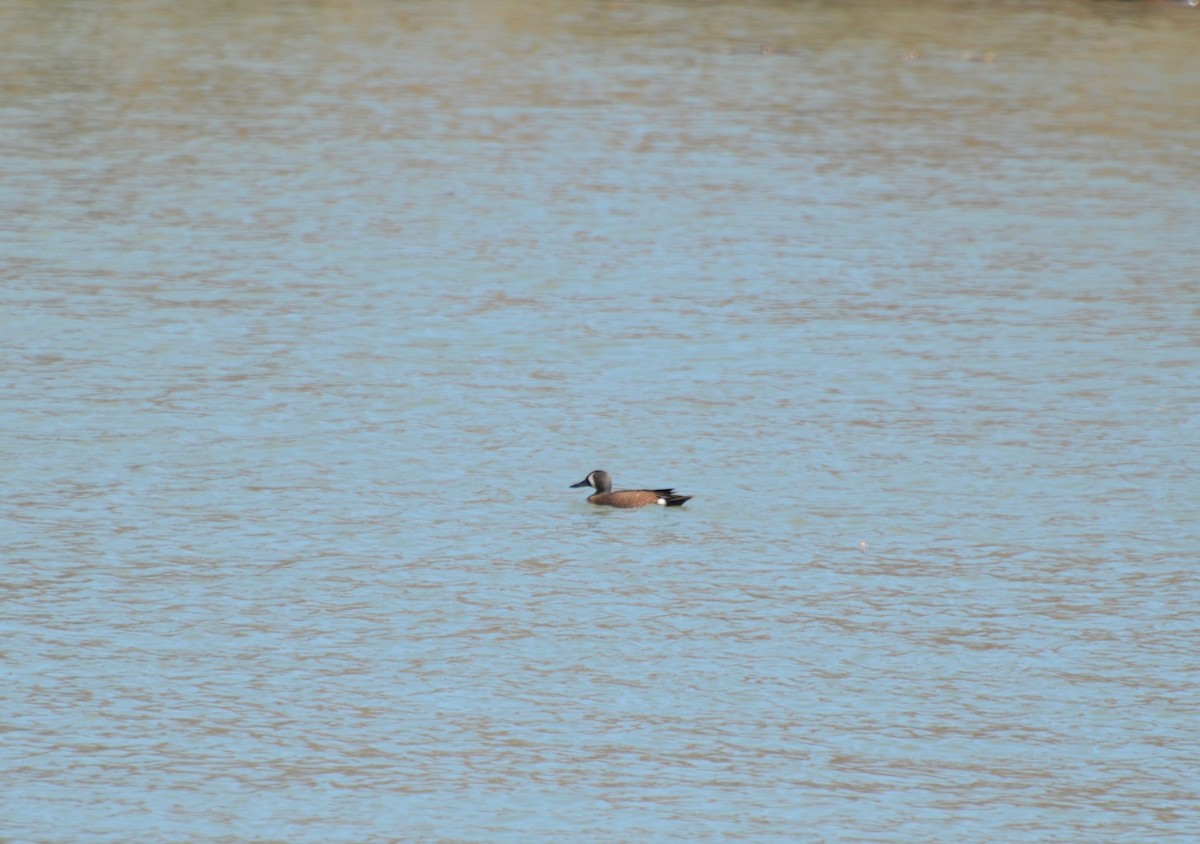 Blue-winged Teal - ML128854111