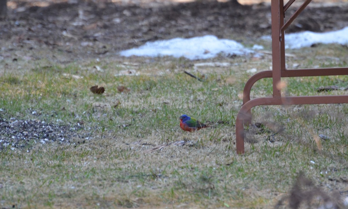 Painted Bunting - ML128854381