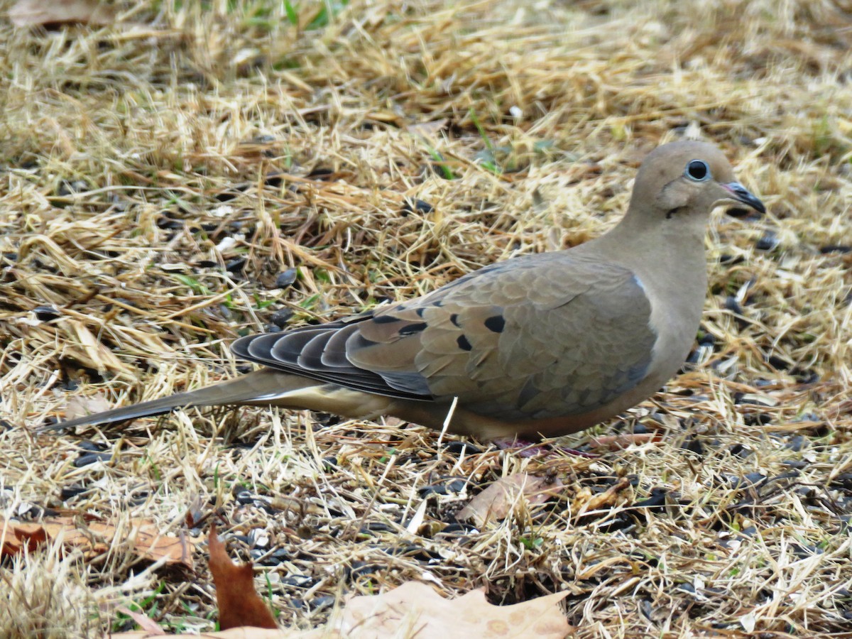 Mourning Dove - Judy and Don Self