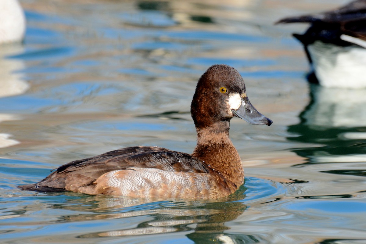 Lesser Scaup - Andy Bankert
