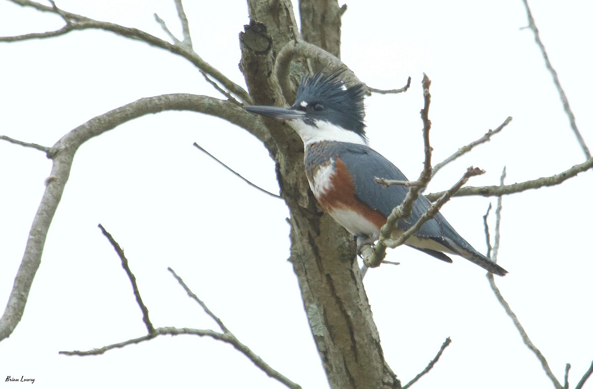 Belted Kingfisher - ML128857191