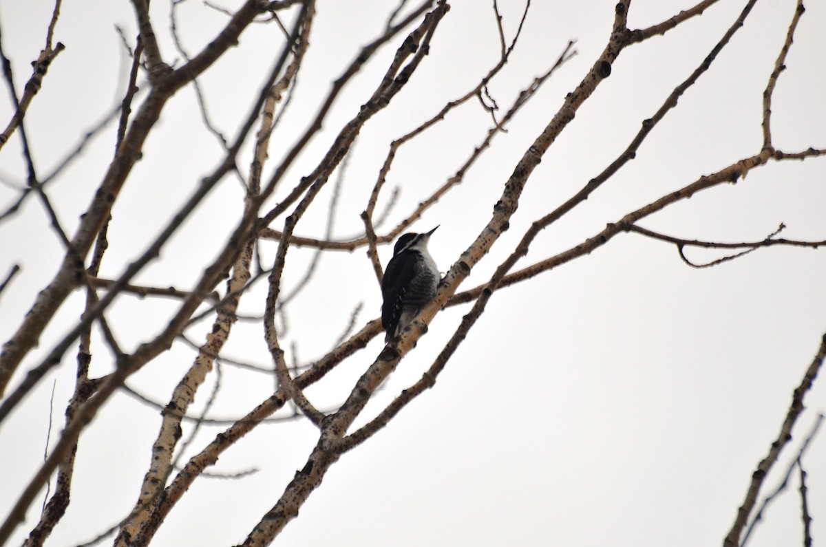 Black-backed Woodpecker - ML128857901