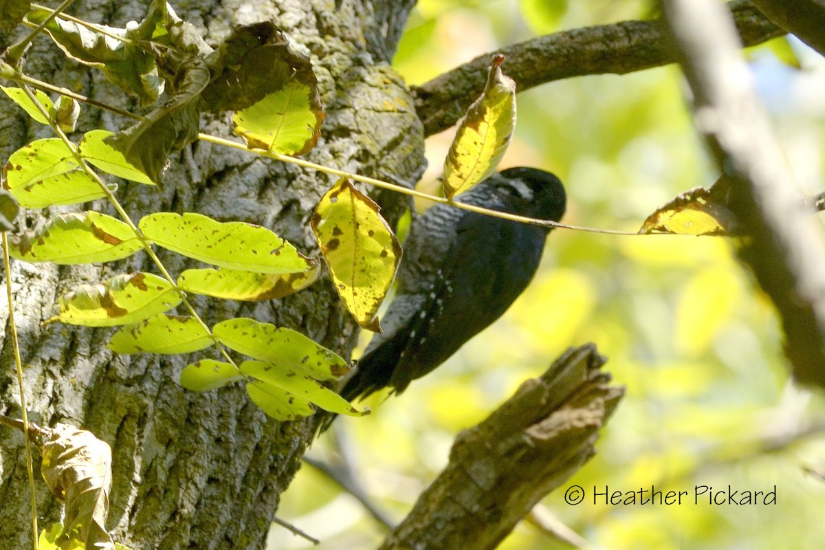 Black-backed Woodpecker - Heather Pickard