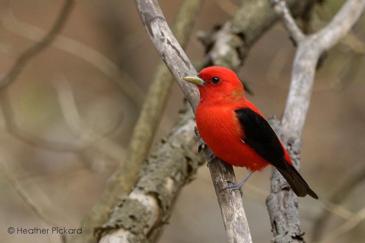 Scarlet Tanager - Heather Pickard