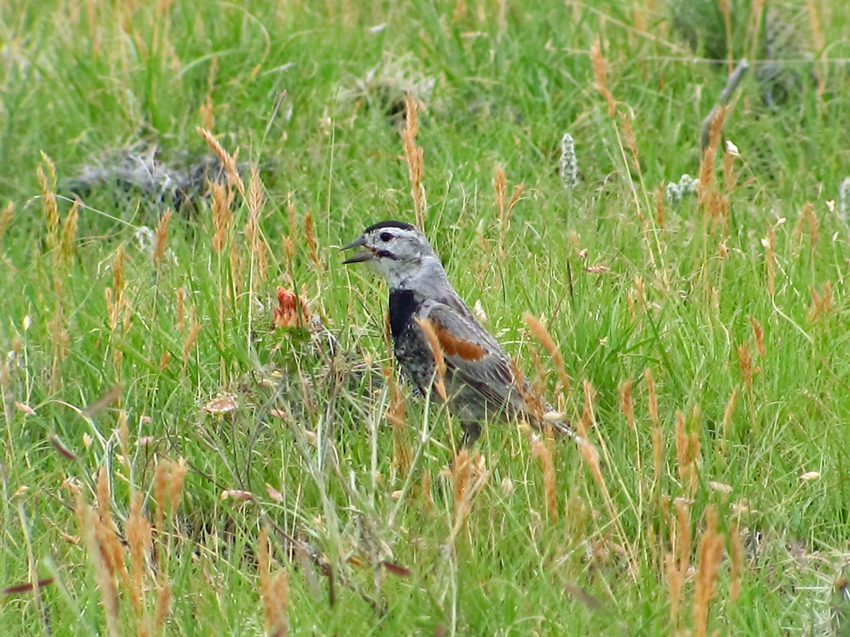 Thick-billed Longspur - ML128865001