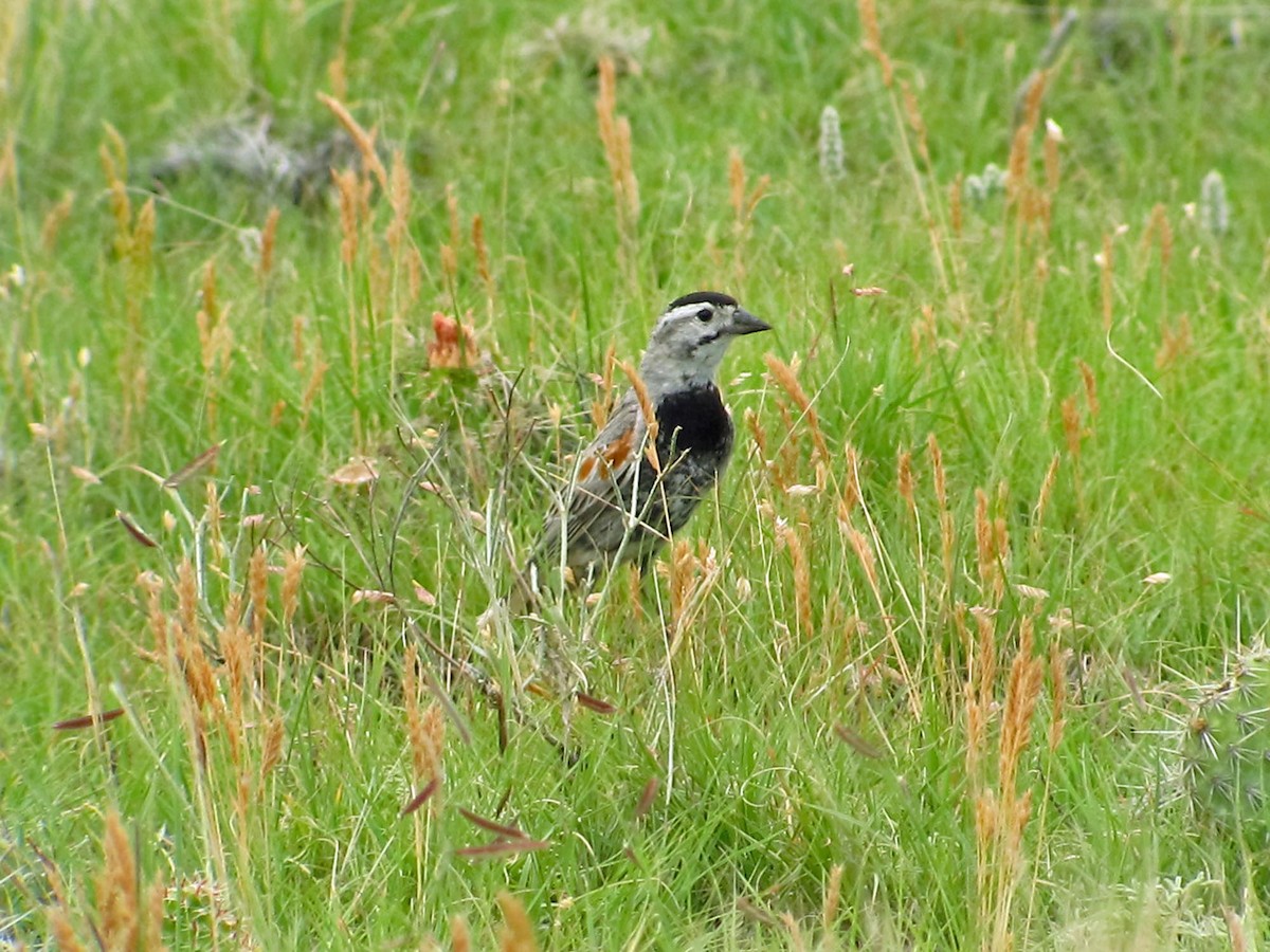 Thick-billed Longspur - ML128865021