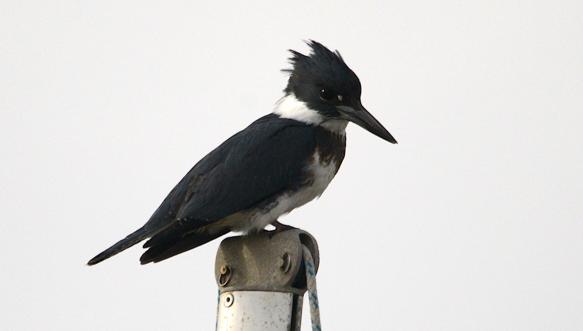 Belted Kingfisher - George Chapman