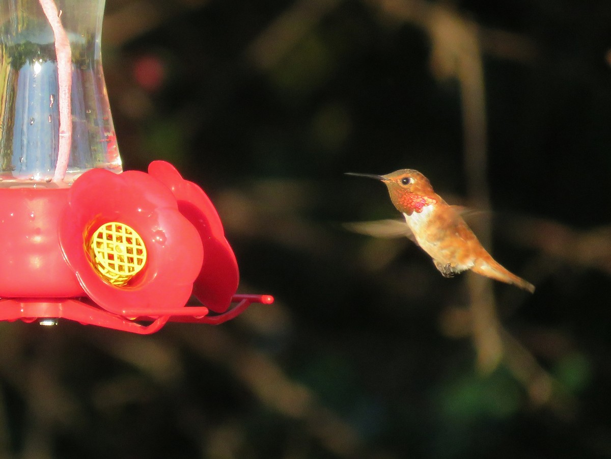Rufous Hummingbird - Dave&Kerry Sehloff