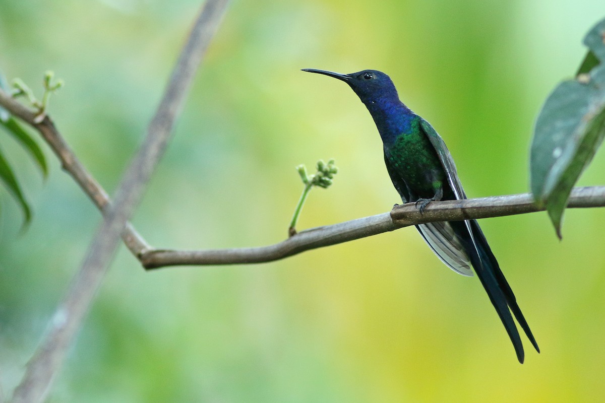 Swallow-tailed Hummingbird - Martjan Lammertink