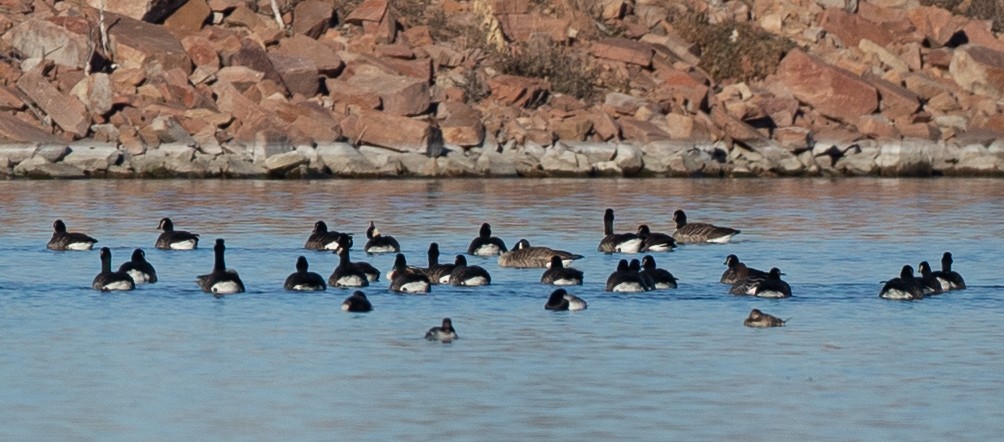 Greater Scaup - ML128872241
