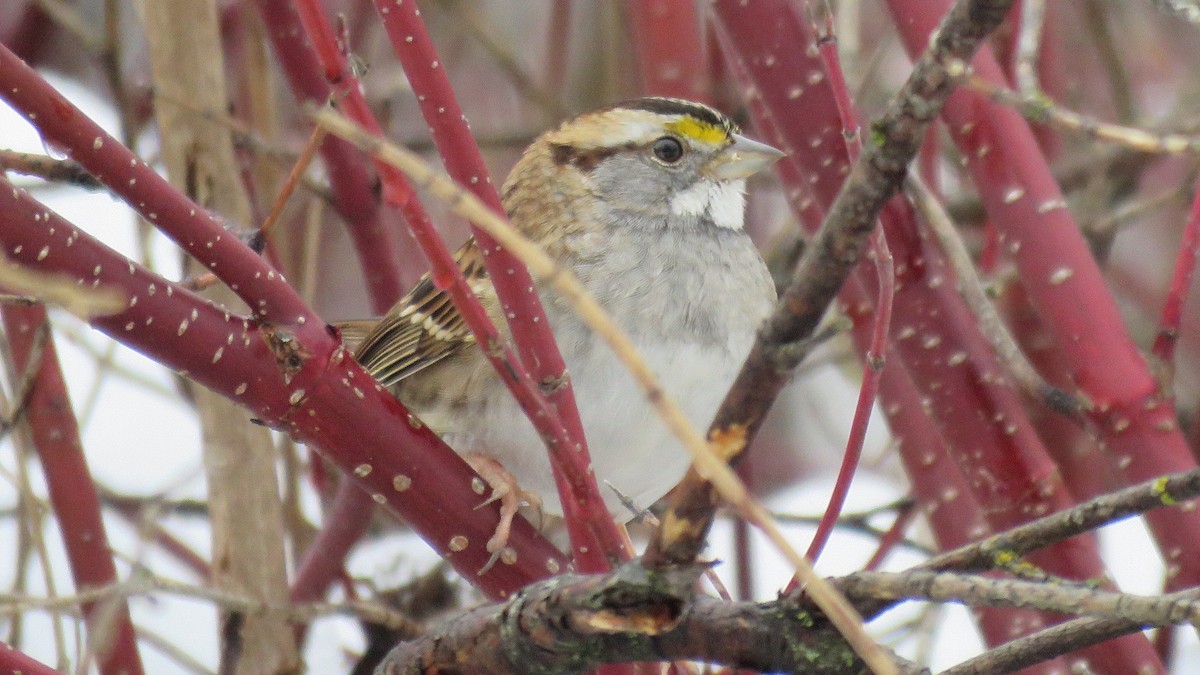 White-throated Sparrow - Reba and Allan Dupilka