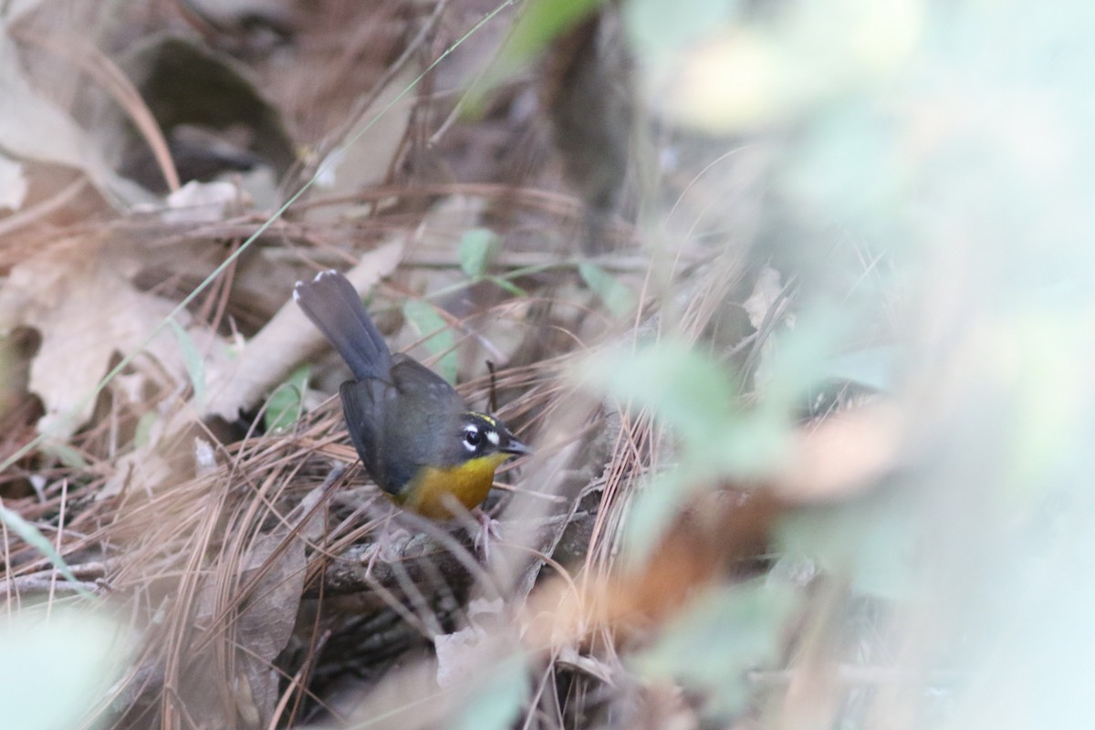 Fan-tailed Warbler - Mark Patry
