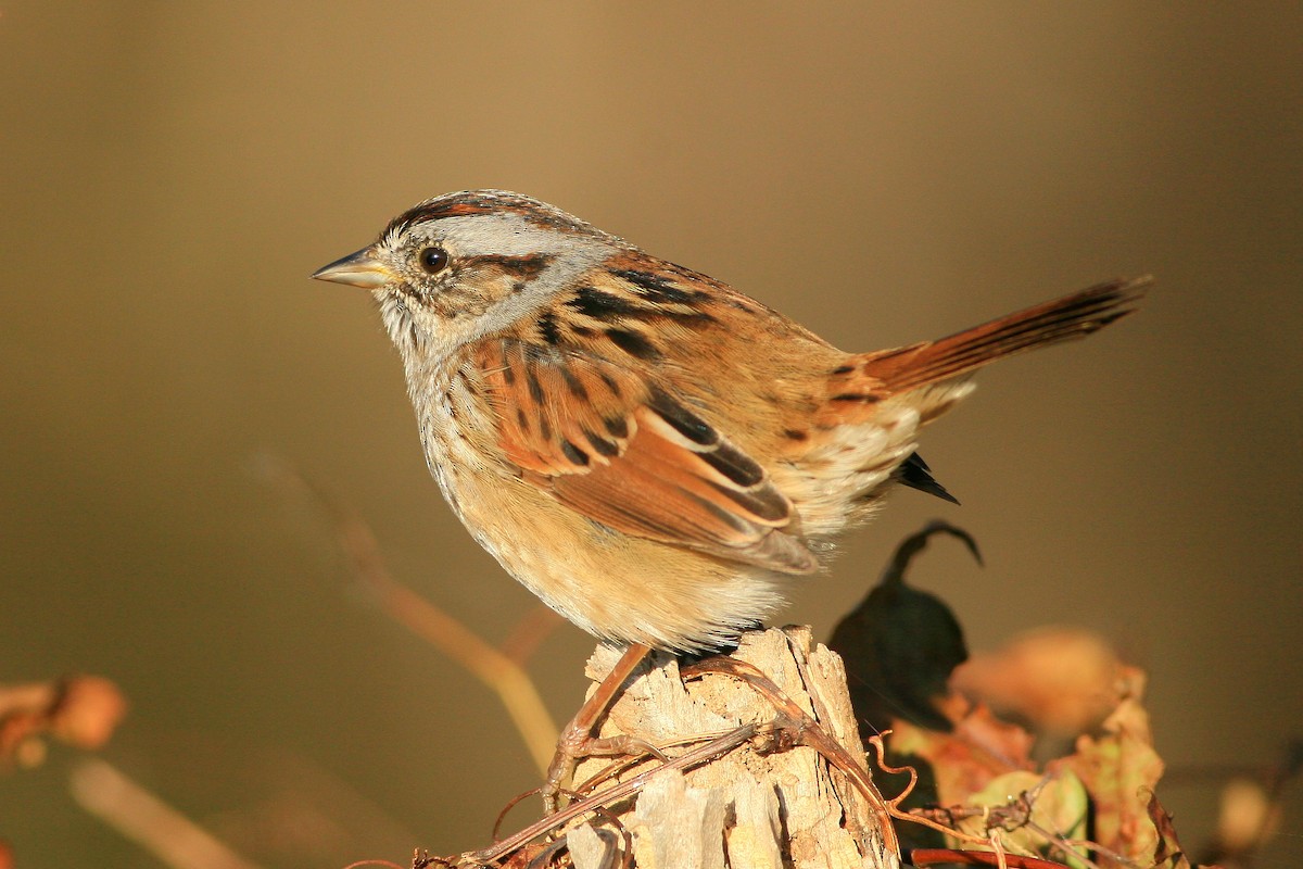 Swamp Sparrow - Timothy P. Jones