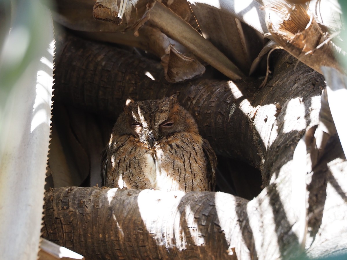 Madagascar Scops-Owl (Torotoroka) - ML128875591
