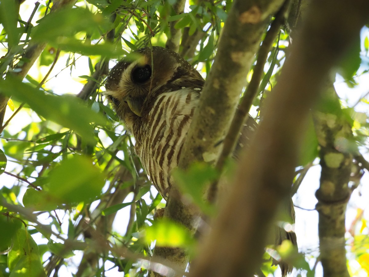 White-browed Owl - ML128875981