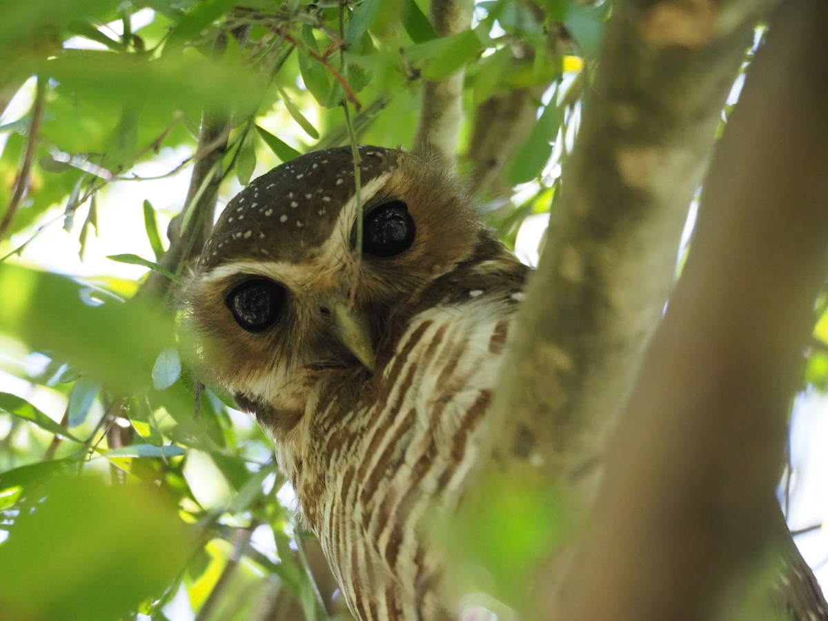 White-browed Owl - ML128876041