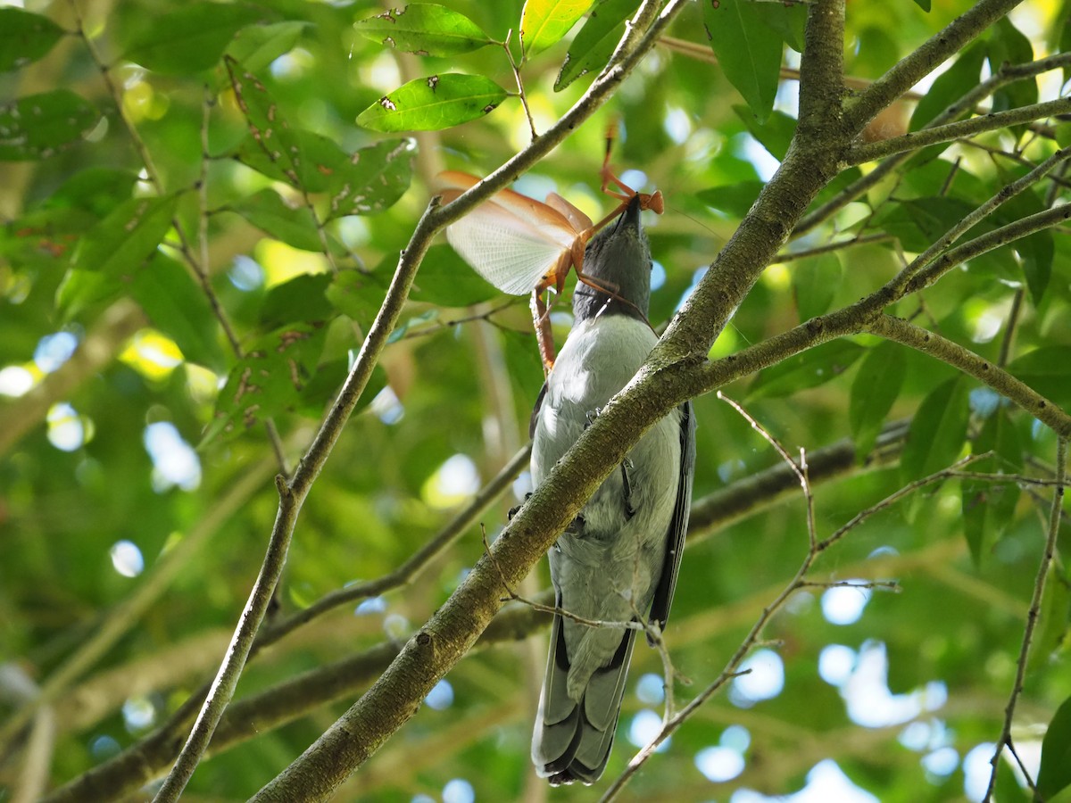 Madagascar Cuckooshrike - Kelly Siderio