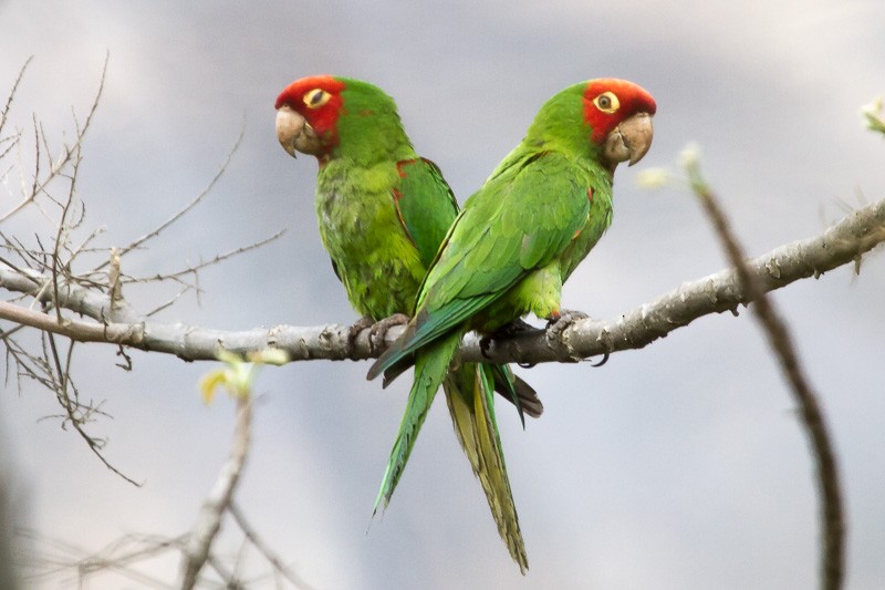 Red-masked Parakeet - Robert Lewis