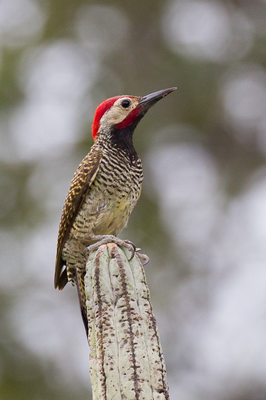 Black-necked Woodpecker - ML128877991