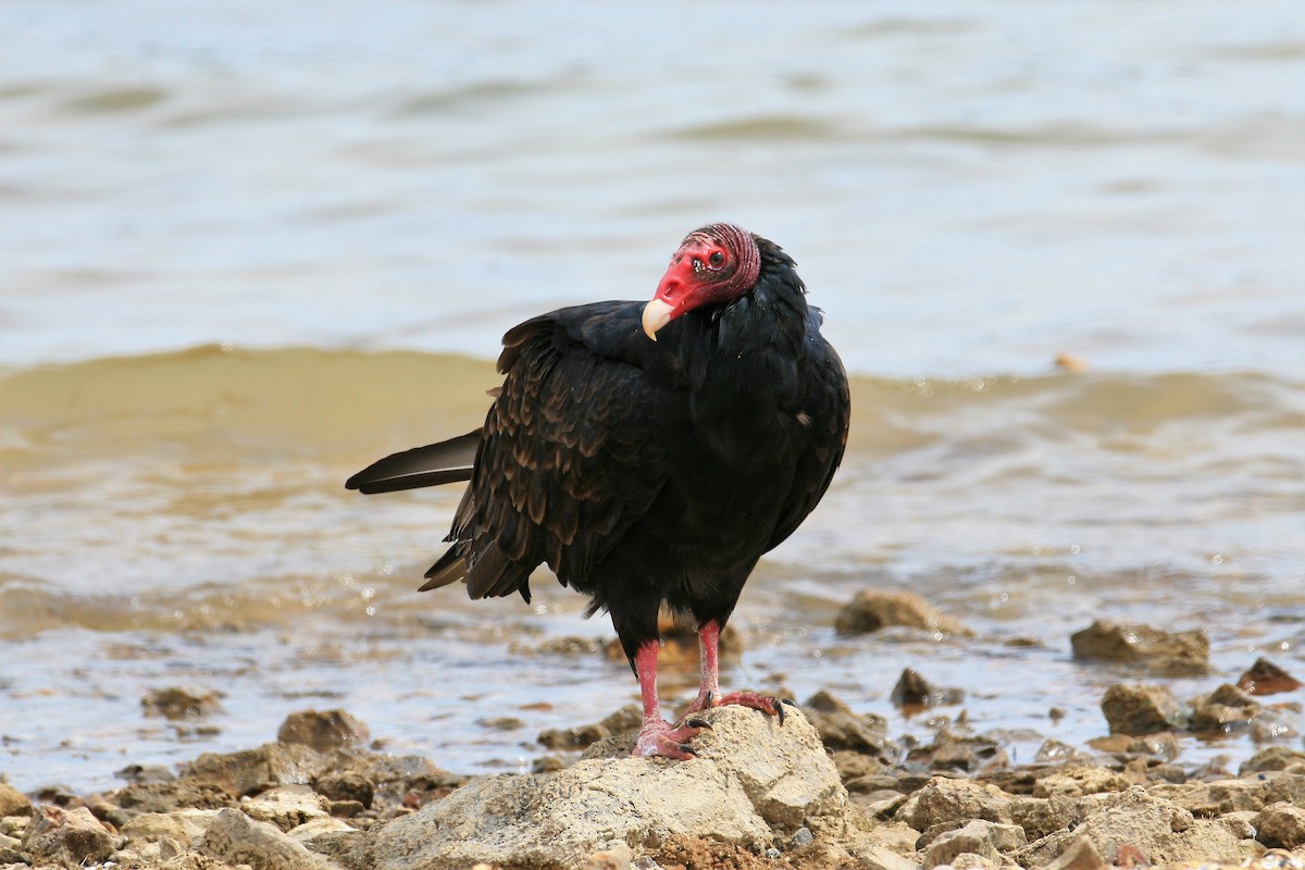 Turkey Vulture - Timothy P. Jones